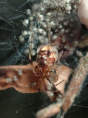 Parasteatoda songi