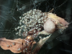 Parasteatoda songi