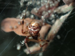 Parasteatoda songi