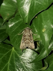 Ichneutica morosa