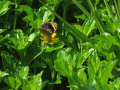 Junonia orithya wallacei