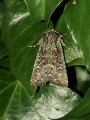 Ichneutica morosa