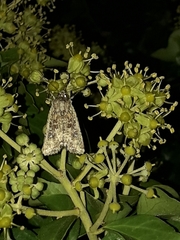 Ichneutica morosa