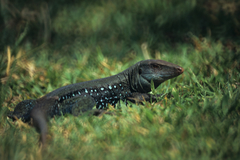 Pholidoscelis fuscatus