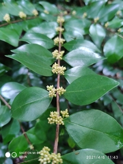 Memecylon pauciflorum