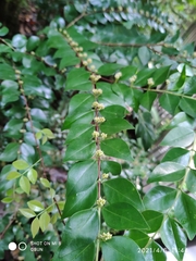 Memecylon pauciflorum