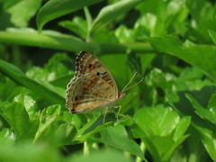 Junonia orithya wallacei