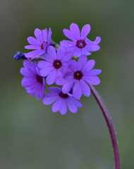 Primula kaufmanniana