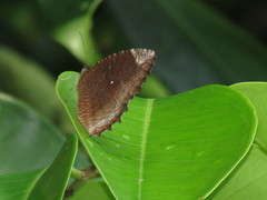 Elymnias hypermnestra beatrice