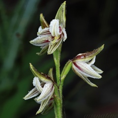 Prasophyllum striatum