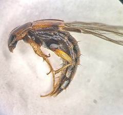 Lordithon thoracicus