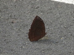 Elymnias hypermnestra beatrice