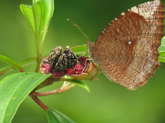 Elymnias hypermnestra beatrice