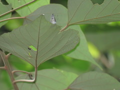 Megisba malaya sikkima