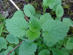 Lamium maculatum