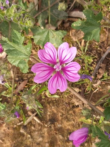 Malva sylvestris