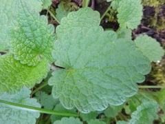 Lamium maculatum