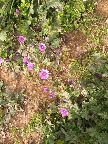 Malva sylvestris