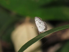 Megisba malaya sikkima