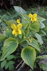 Viola acutifolia