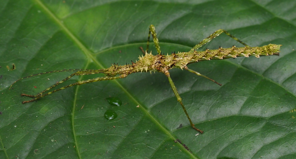 Andropromachus scutatus