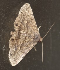 Diatenes aglossoides