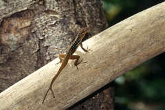 Anolis oculatus cabritensis