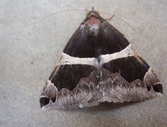 Bastilla