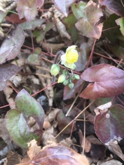 Epimedium × versicolor