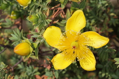 Hypericum