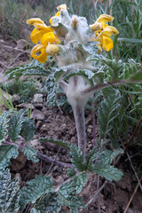 Phlomoides speciosa