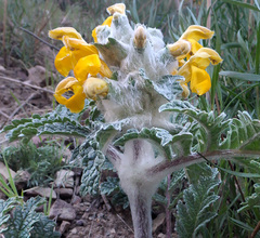Phlomoides speciosa