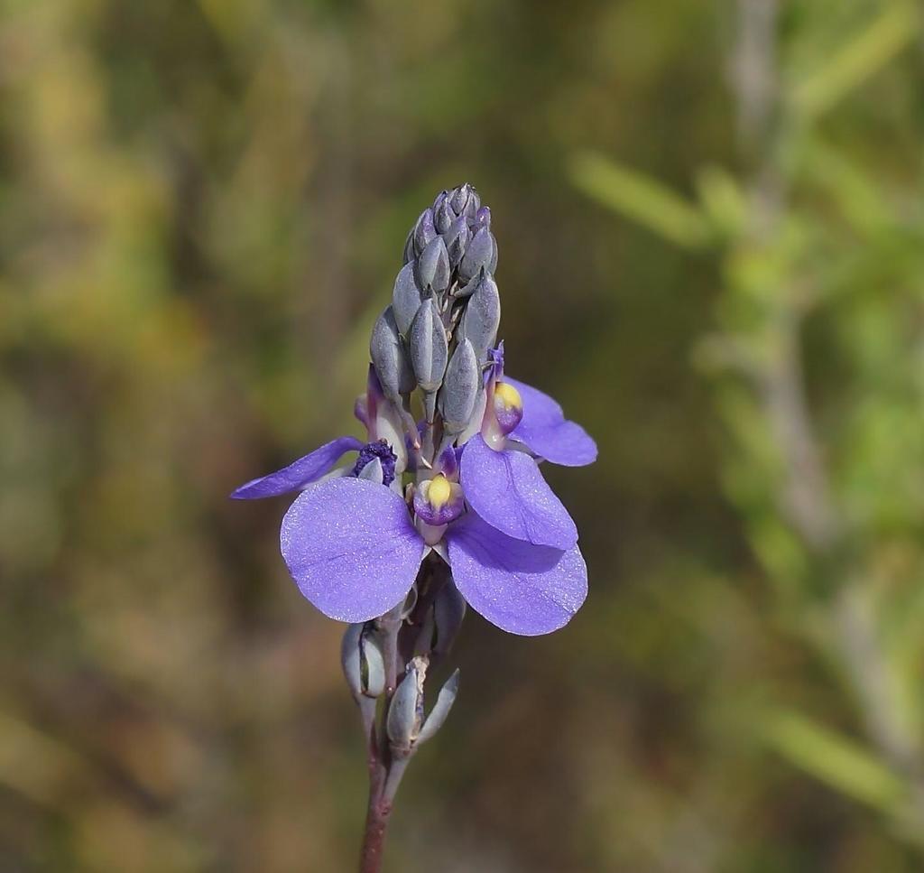 Blue Spike Milkwort