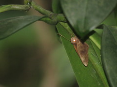 Erionota torus