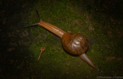 Terrycarlessia