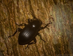 Hydissus feronioides