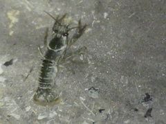 Austropotamobius pallipes