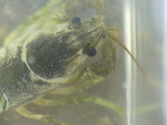 Austropotamobius pallipes