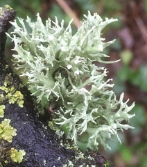 Ramalina fastigiata