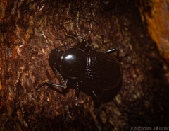 Hydissus feronioides