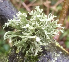 Ramalina fastigiata
