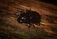 Hydissus feronioides