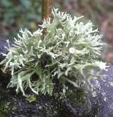 Ramalina fastigiata