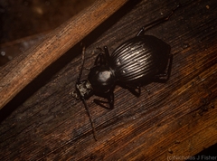 Blepegenes equestris