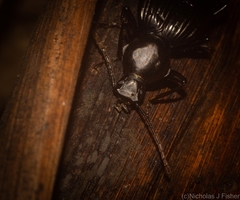 Blepegenes equestris