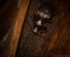 Blepegenes equestris