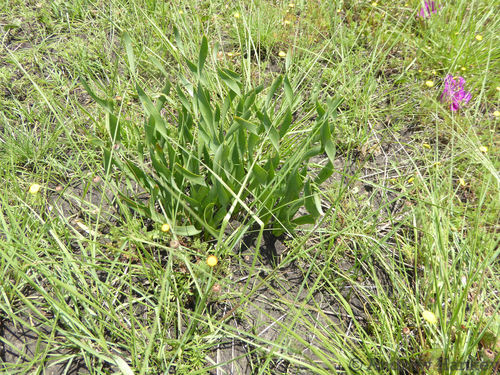 Nerine krigei