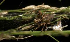 Oxyopes variabilis