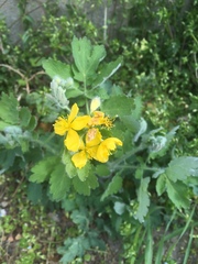 Chelidonium majus