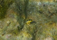 Microlipophrys dalmatinus